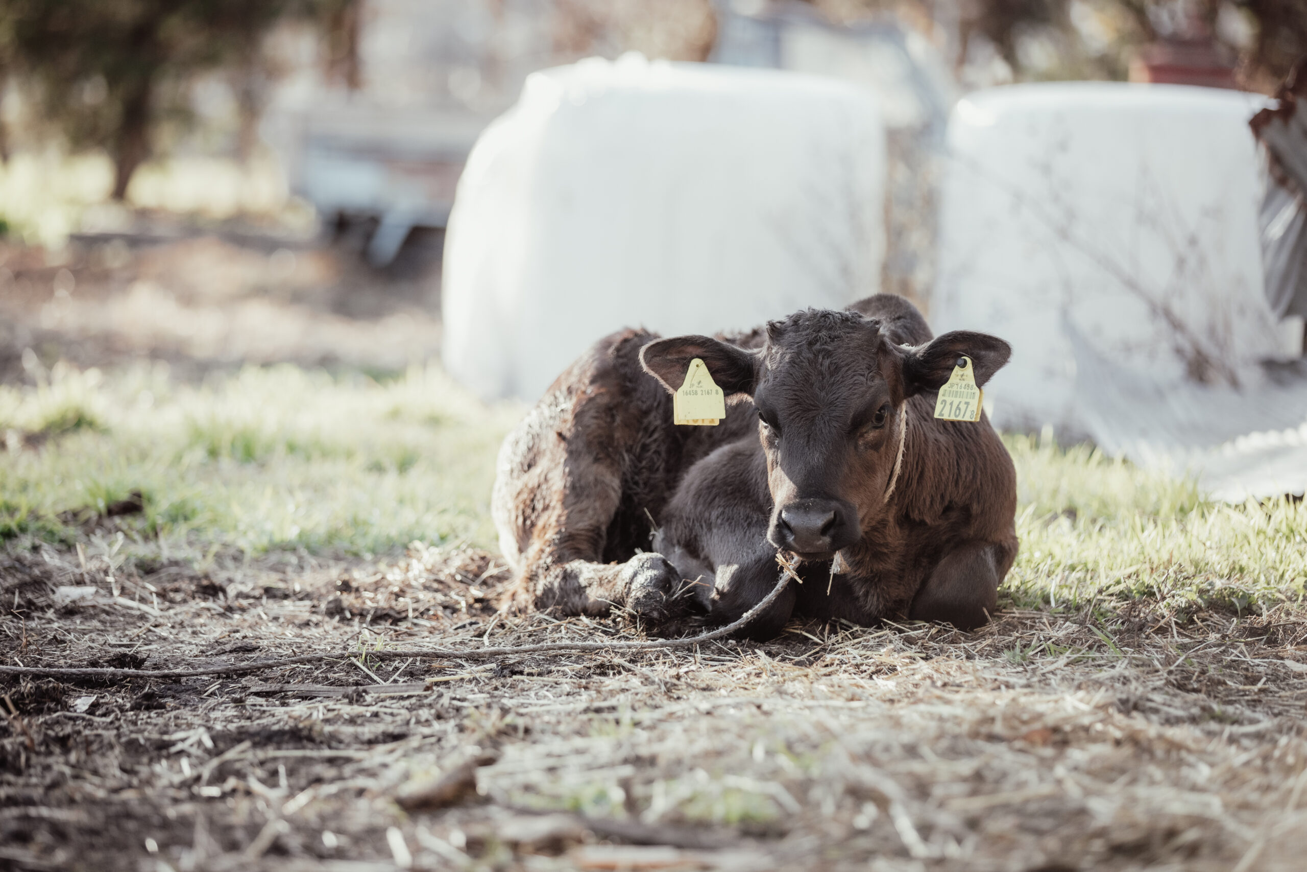 東京チーズ工房 フロマージュ・デュ・テロワールさま